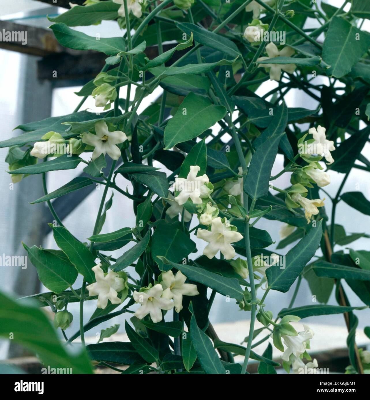 Araujia sericofera - Impianto di crudeli ''fiore della vescica' HPS053105 /Photosh' Foto Stock