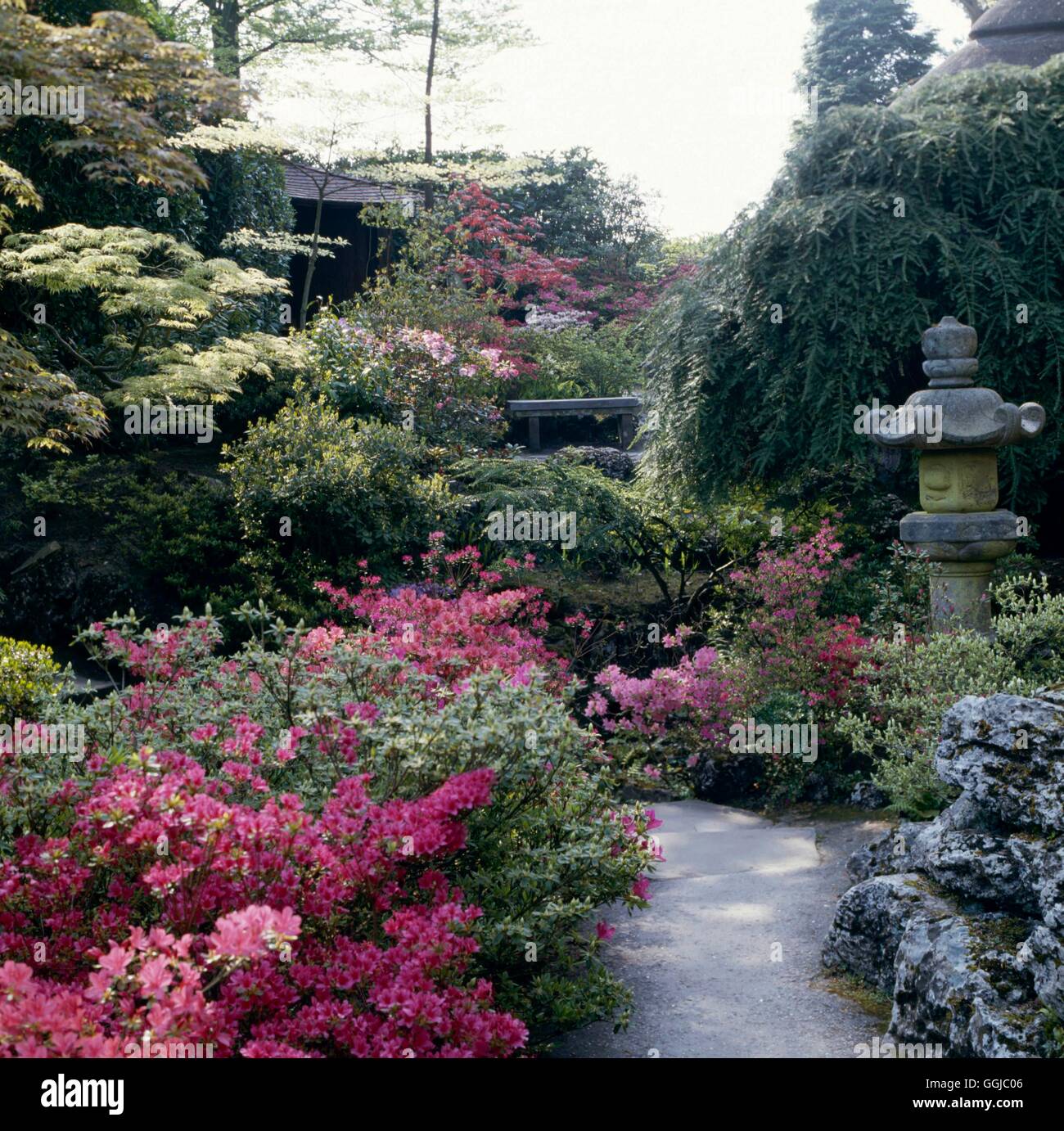 Giardino giapponese - Si prega di credito: Foto Hor/Compton Acres Dorset. JAG016379 Horticultu foto Foto Stock