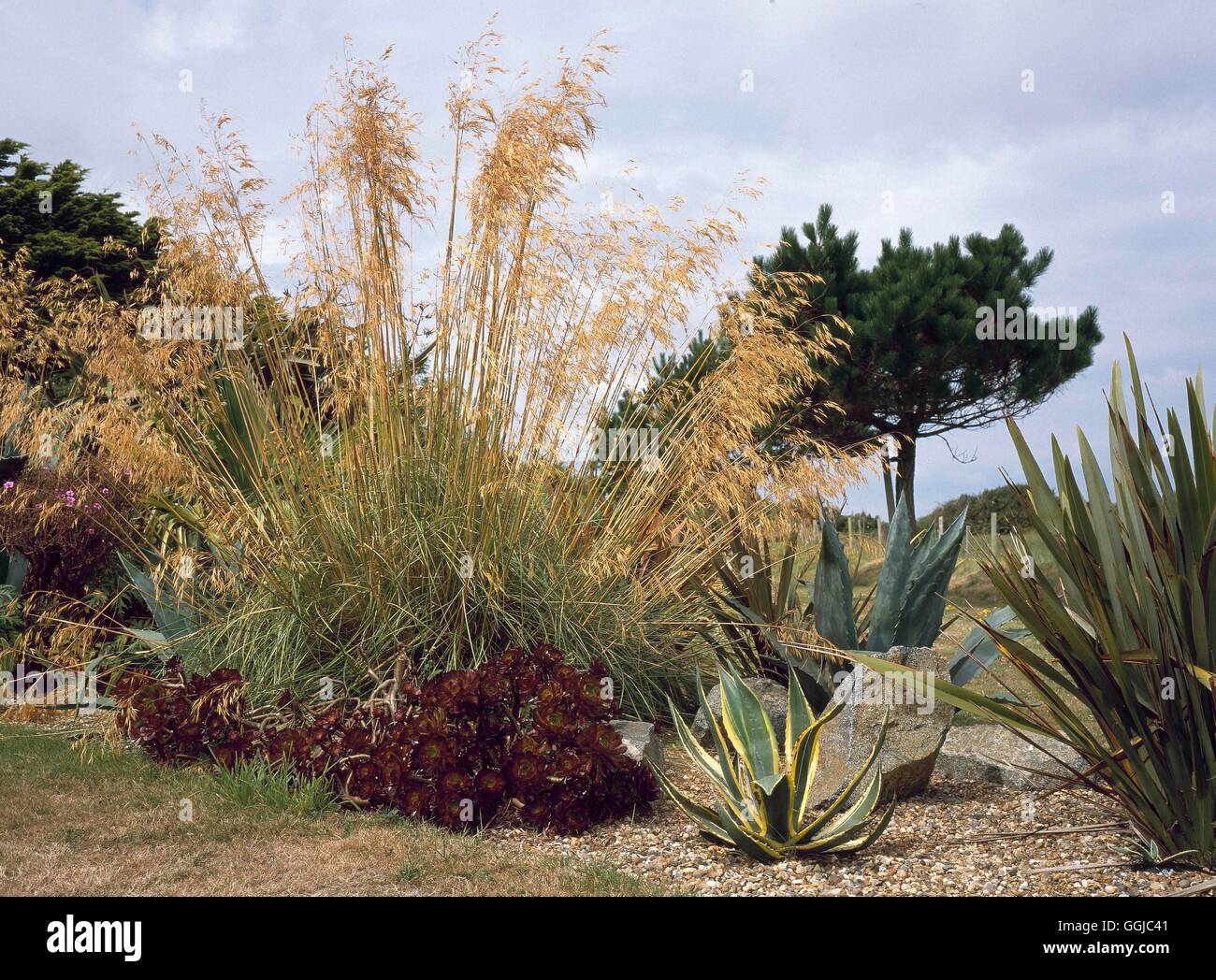 Lo stile mediterraneo Garden - (si prega di credito: Foto Hort./ Les Pre de Jerbourg) MED105520 Phot Foto Stock