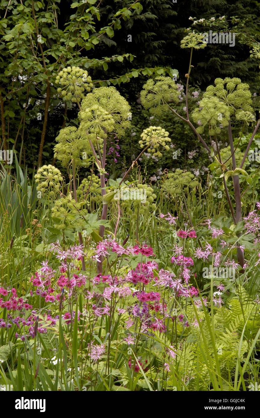 Fiori Selvatici- - Wilder area del giardino con Angelica candelabri Primulas Ragged Robin e felci MIW Compulso250029 Foto Stock