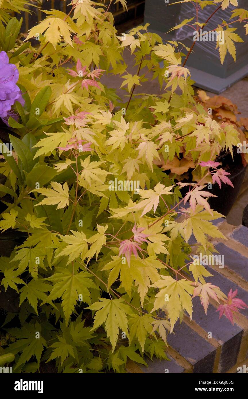 Acer palmatum- "Orange Dream' MIW250051 Foto Stock