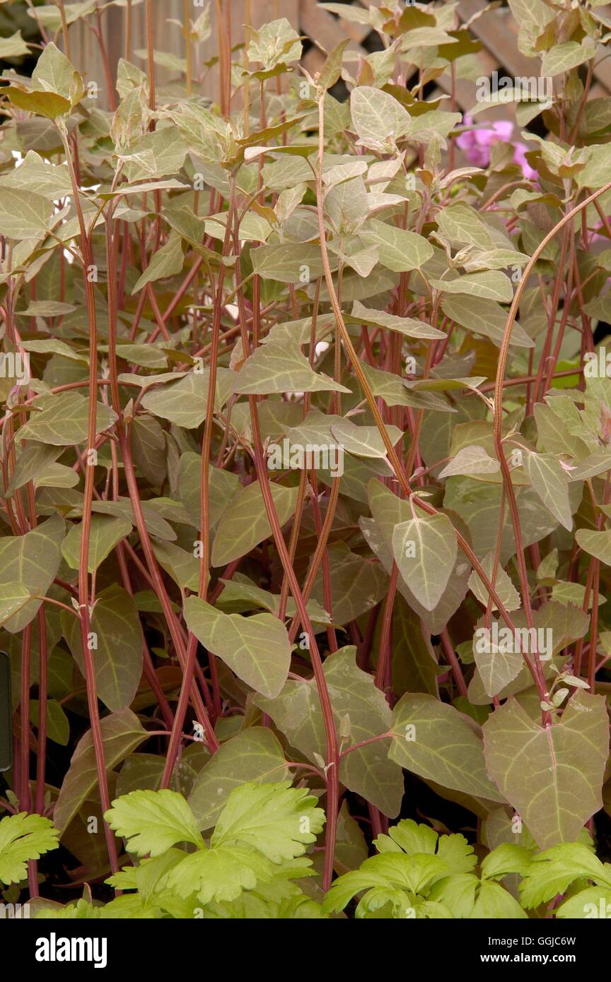Gli spinaci - Montagna Rossa- - (Atriplex hortensis) MIW250084 Foto Stock