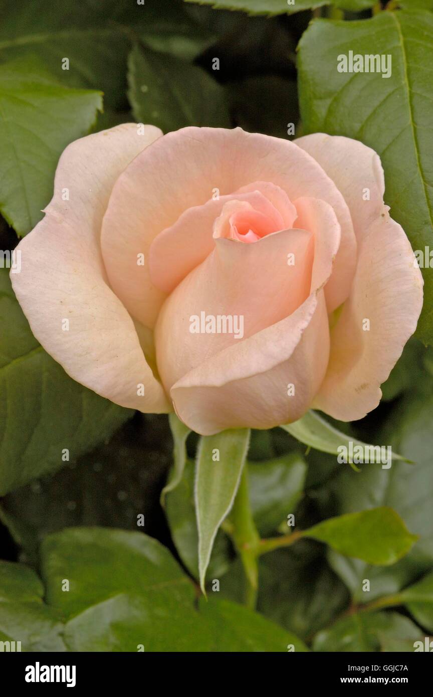 Rosa- 'Chandos bellezza'- - (Hybrid Tea) MIW250095 Foto Stock