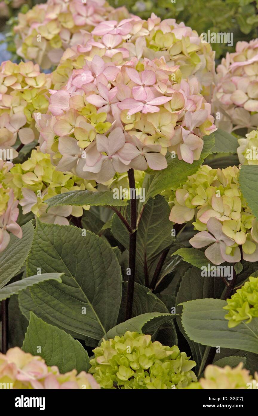 Hydrangea macrophylla- 'Nigra' AGM- (Hortensia) MIW250101 Foto Stock