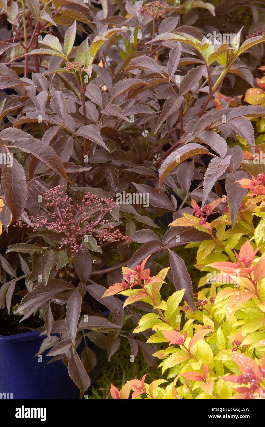 Sambucus nigra- "Bellezza nera" MIW250153 Foto Stock