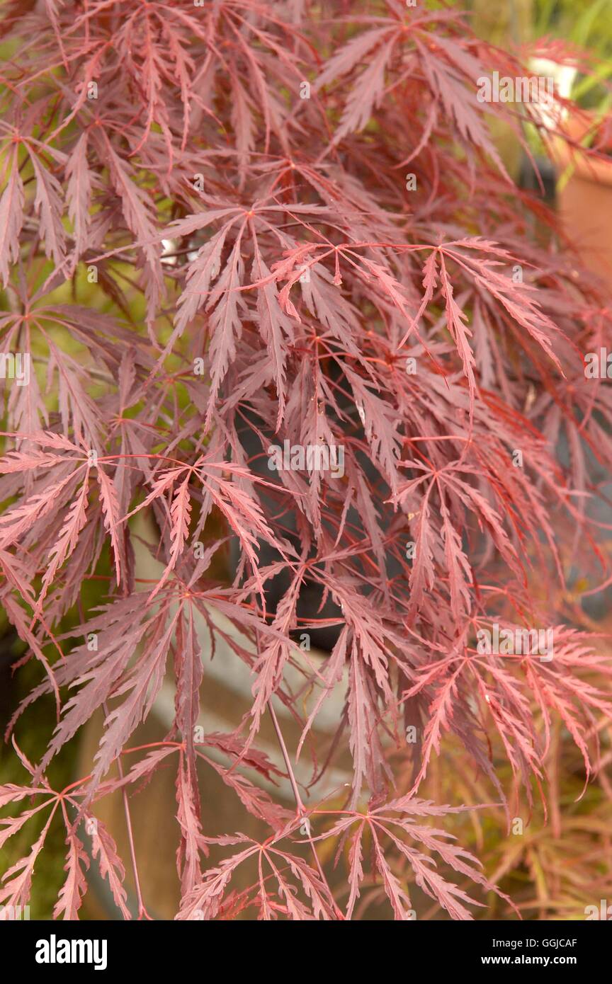 Acer palmatum - var. dissectum " Inaba-shidare' MIW250168 Foto Stock