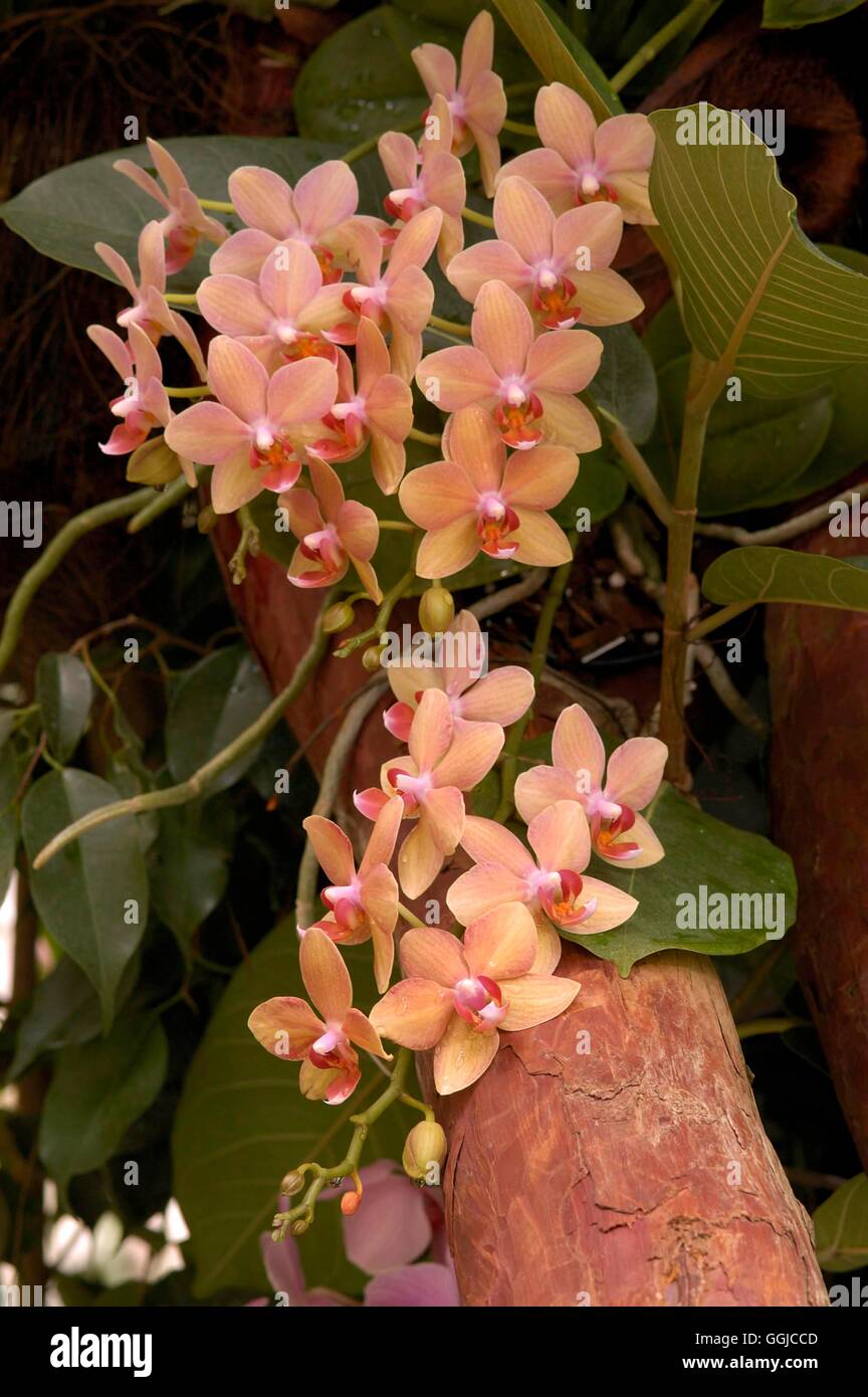 Phalaenopsis 'MIVA Buddha'- - (finale su Arbutus) MIW250211 /Photoshot Foto Stock