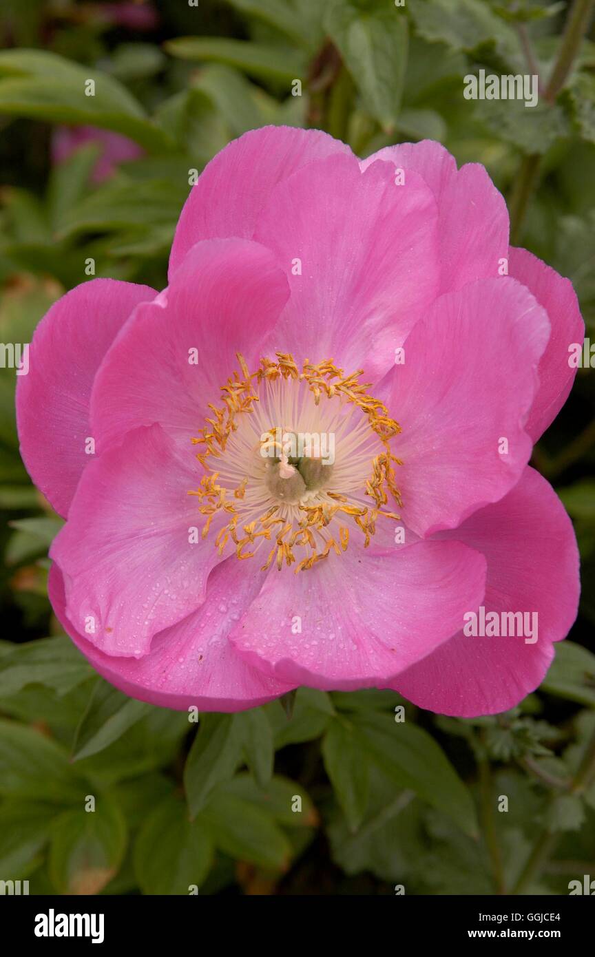 Paeonia - "onore" MIW250251 Foto Stock