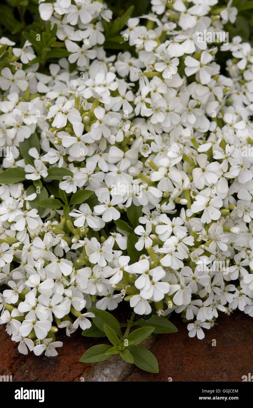 Saponaria ocymoides- 'Sora punta MIW250264 Foto Stock