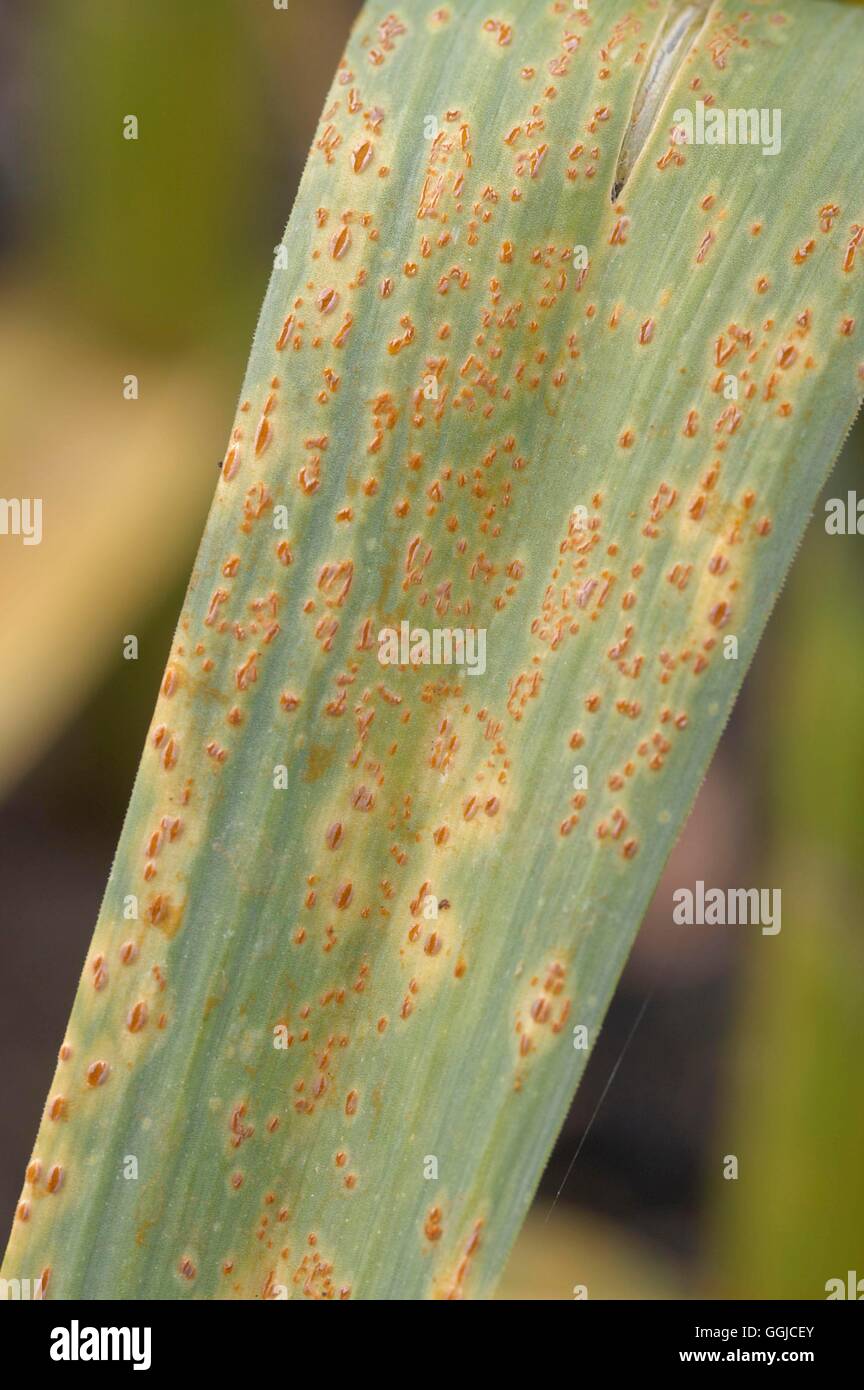 Il Porro ruggine su aglio- - (Puccinia allii) MIW250268 Foto Stock