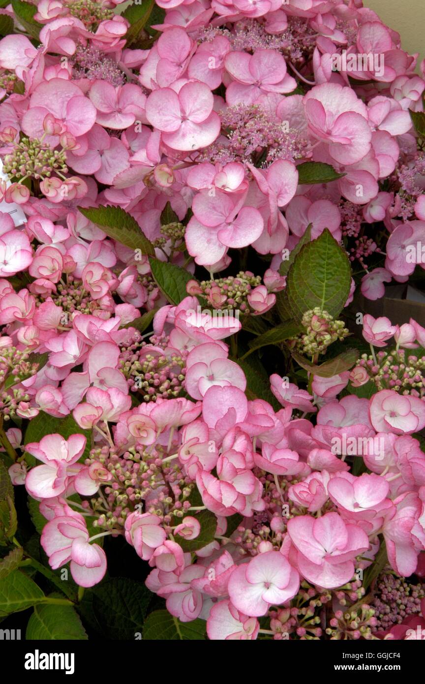 Hydrangea macrophylla - 'Sheila' MIW250273 Foto Stock