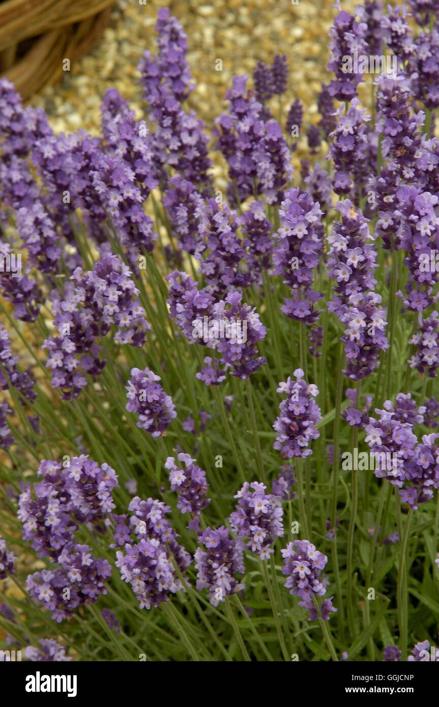 Lavendula angustifolia- 'Peter Pan' MIW250432 Foto Stock