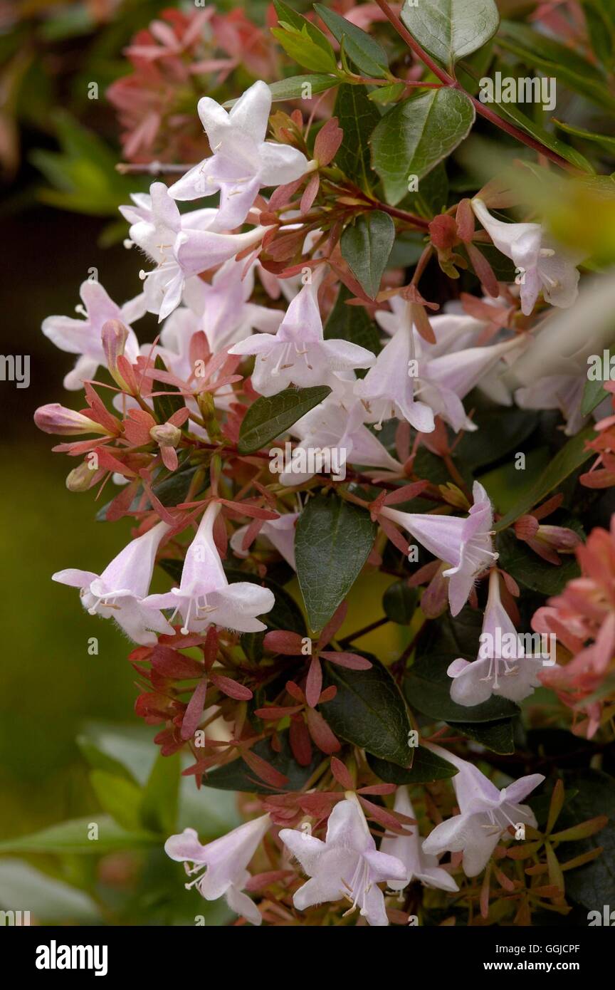 Abelia grandiflora MIW250445 Foto Stock