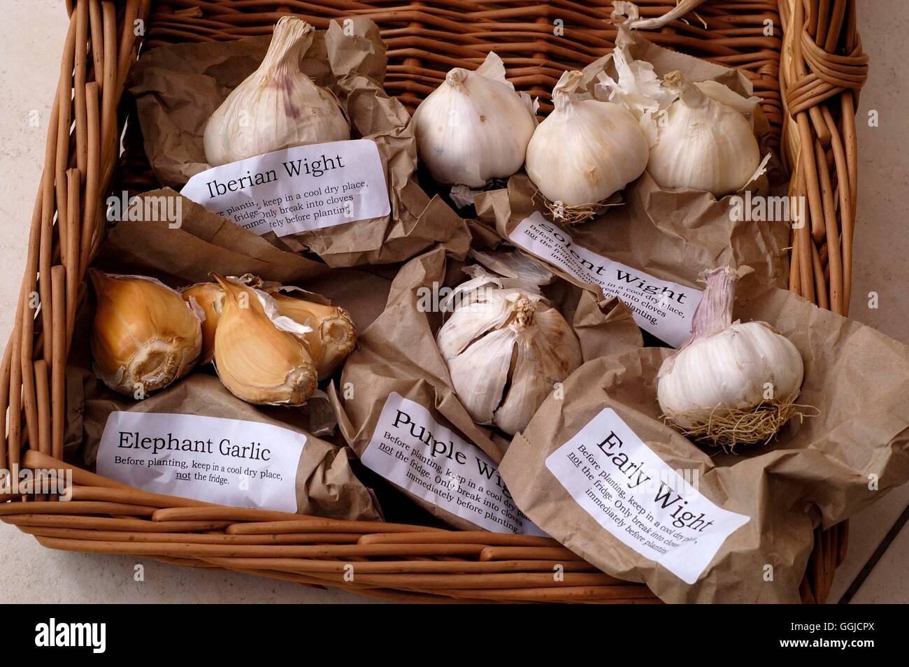 Ordine di posta- - bulbi di aglio per la semina - dal fornitore specializzato MIW250454 Horticultu foto Foto Stock