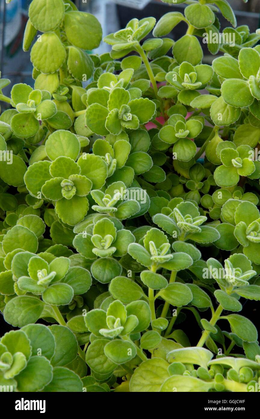 Plectranthus aboinicus- - Indiano borragine 'Spanish Timo'' "Origano cubano' MIW250509 Phot' Foto Stock