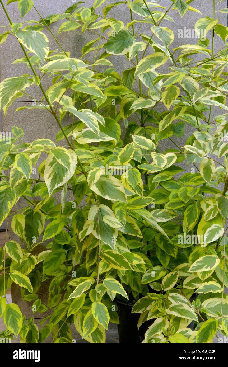 Cornus sericea- 'Hedgerows Oro' MIW250528 Foto Stock