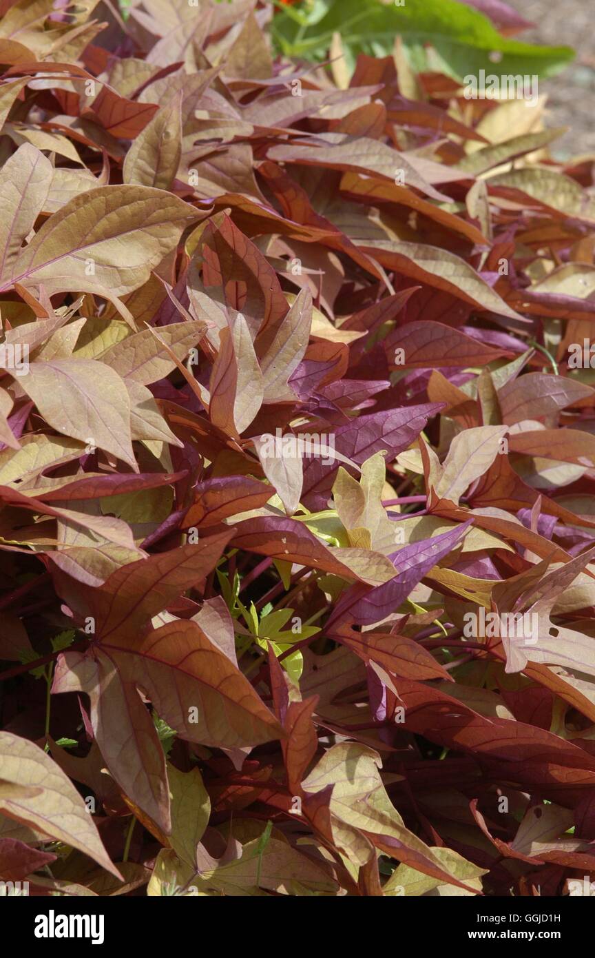 Ipomoea batatas MIW250587 Foto Stock
