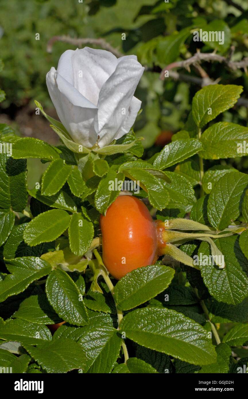 Rosa rugosa - "Alba" AGM - (arbusto) MIW250608 Foto Stock