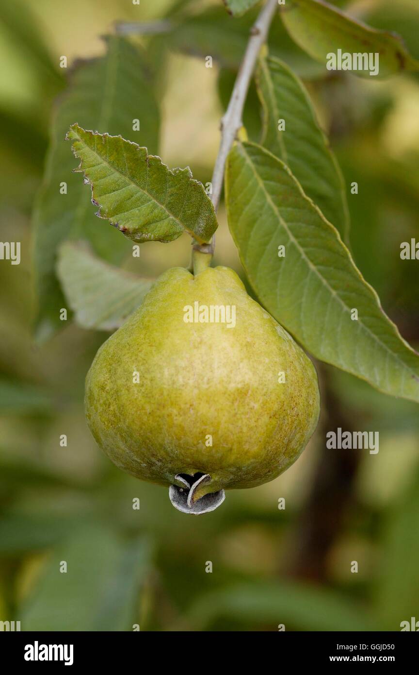 Guaiava- - (Psidium guajava) MIW250657 Foto Stock