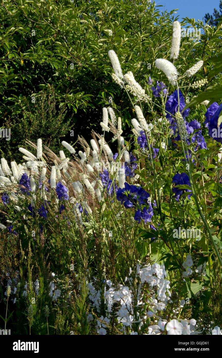 Associazione vegetale- - Actaea simplex 'Bianco perla' con Aconitum carmichelii 'Arendsii' MIW250676 Foto Stock