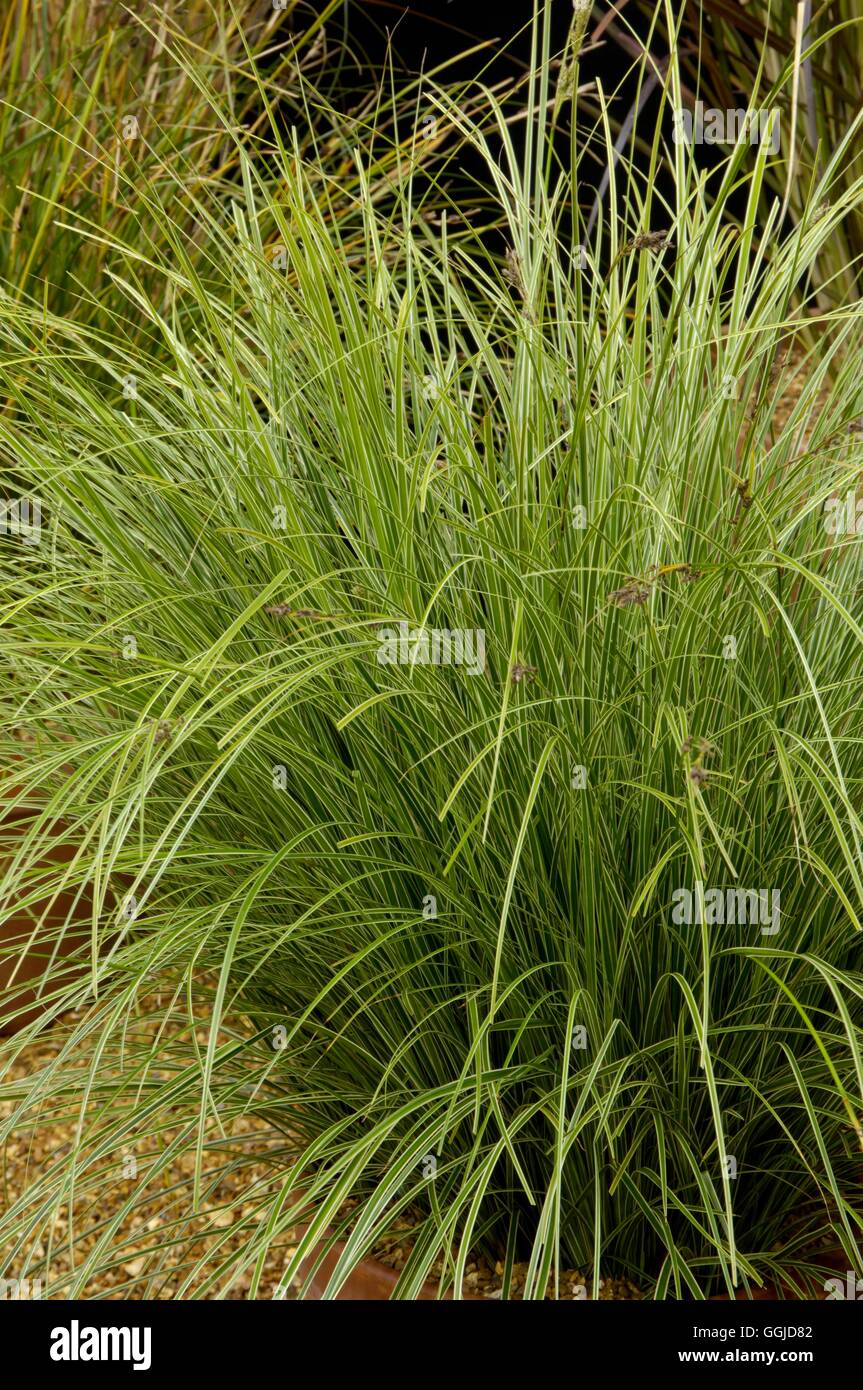 Carex brunnera - 'Variegata' MIW250710 Foto Stock