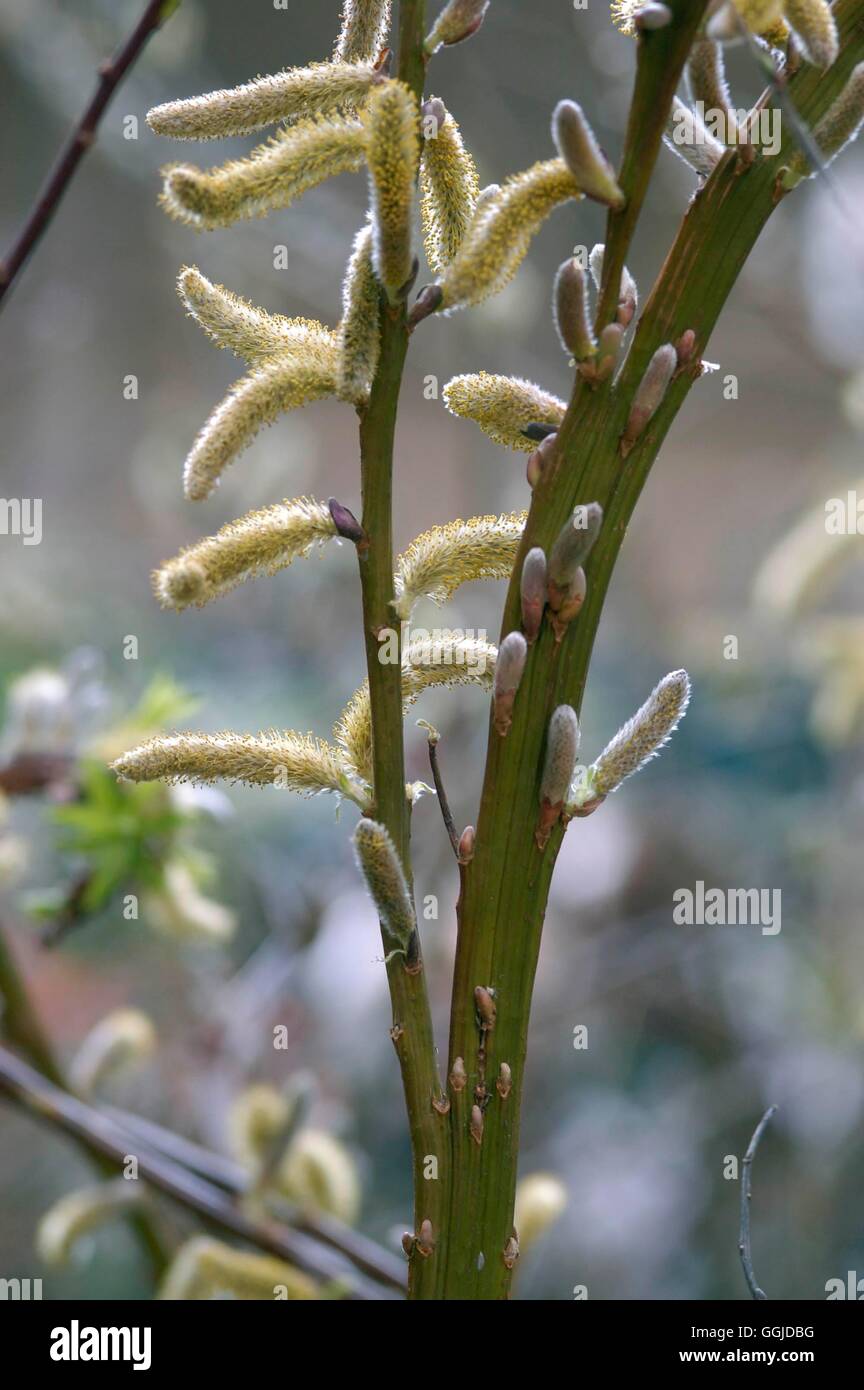 Salix udensis - 'Sekka'- - (maschio) MIW250784 Foto Stock