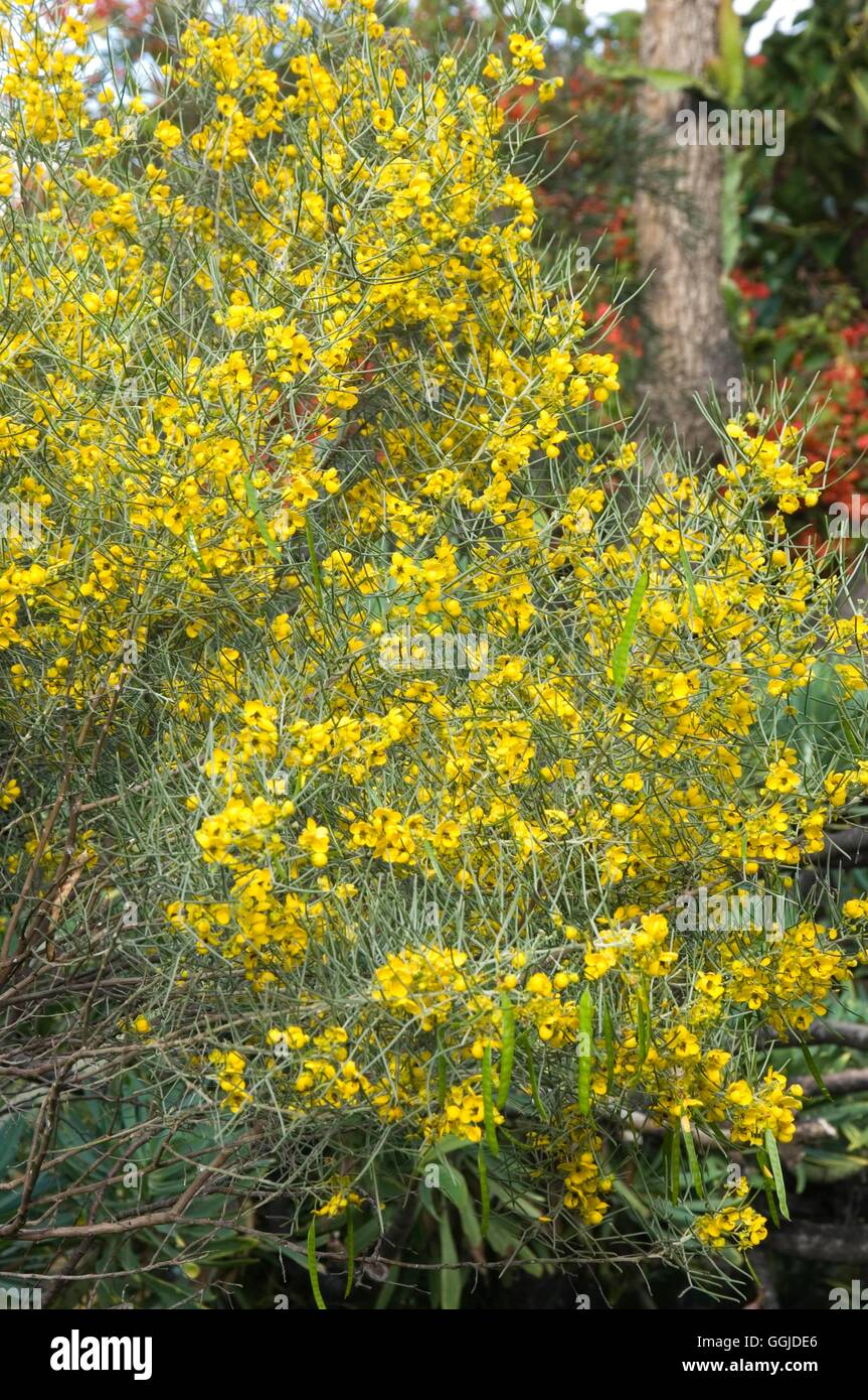 Senna artemisiodes- - (Syn Cassia artemisioides)- - Argento Cassia ''Feathery Cassia' MIW250826 Cred obbligatoria' Foto Stock