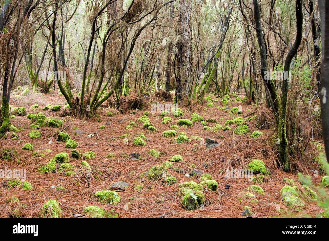 Moss - cresce su rocce laviche al di sotto di Erica arborea- - (Mount Teide Tenerife) MIW250839 foto Foto Stock