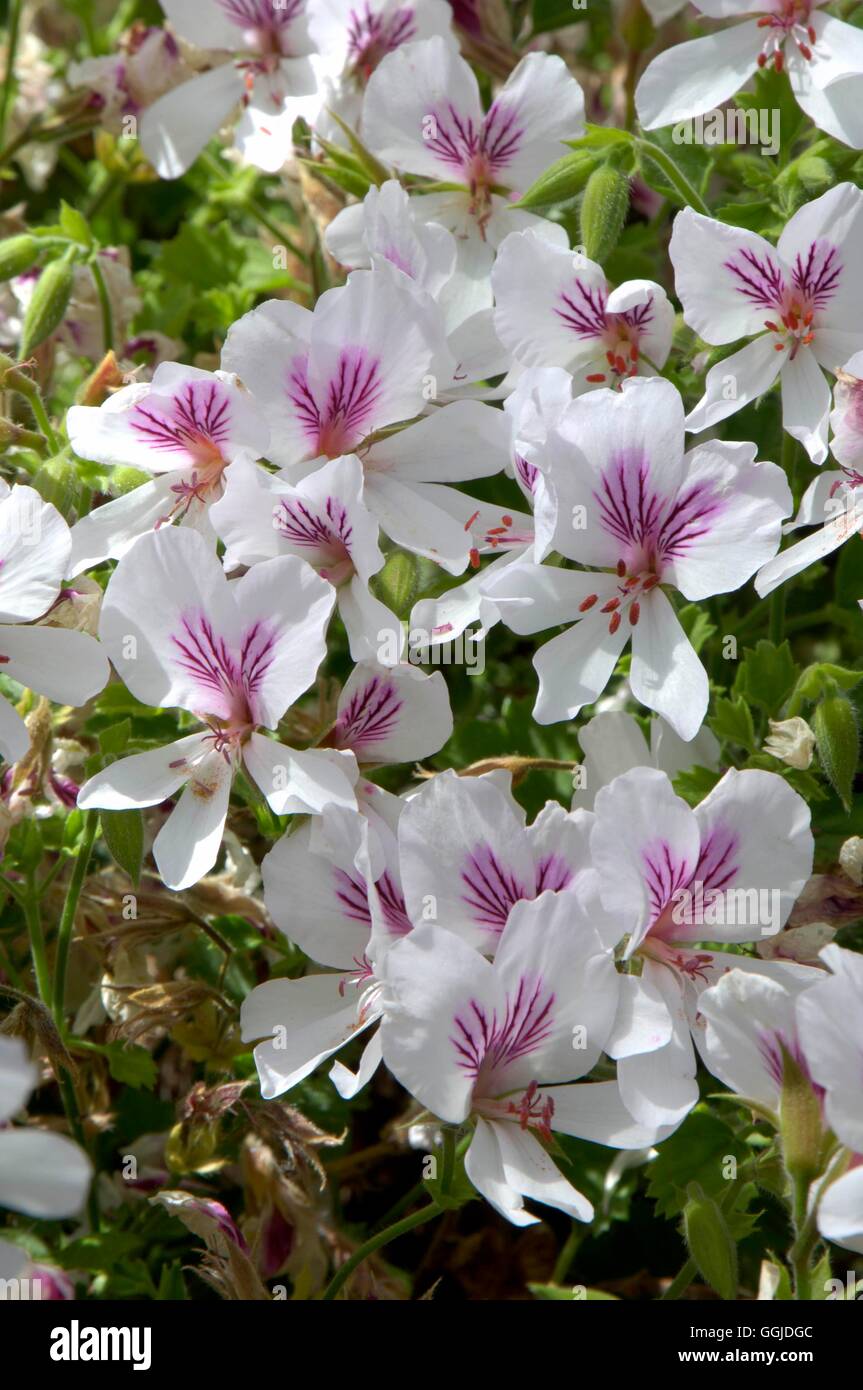 Pelargonium - 'Imperial Butterfly'- (Angel) MIW250852 Foto Stock