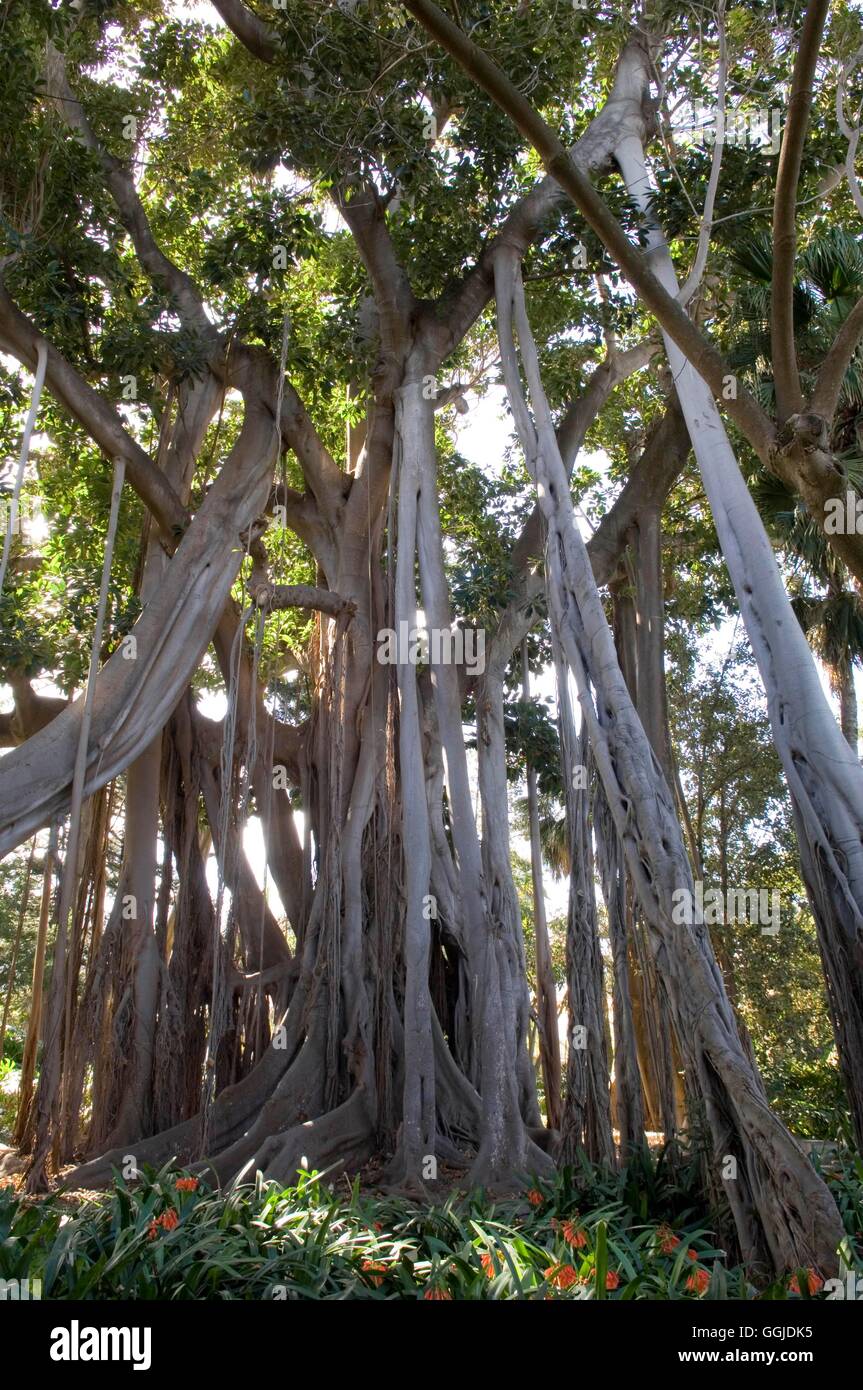 Ficus macrophylla - subsp. columnaris- - Isola di Lord Howe Banyan MIW250896 Horticultura foto Foto Stock