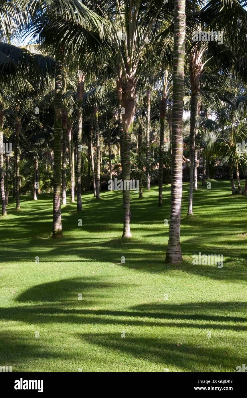 Howea fosteriana- al Loro Parque Tenerife- - Kentia Palm MIW250899 ' Foto Stock