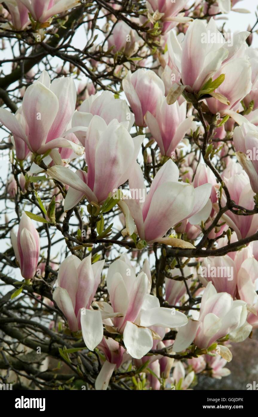 X Magnolia soulangeana MIW250978 Foto Stock