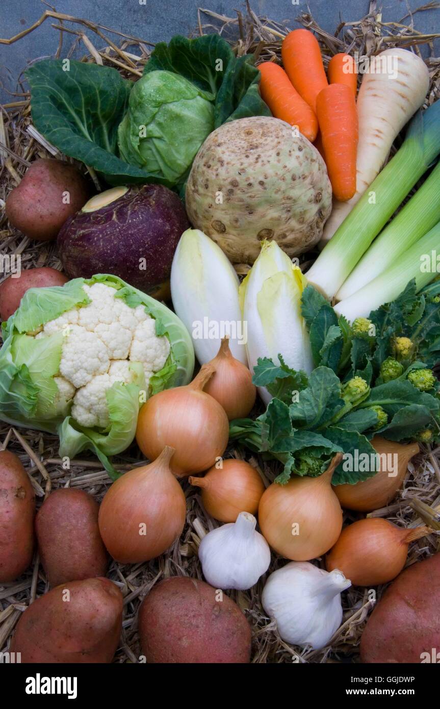 Raccolta di vegetali- - Inverno ortaggi: cavoli carote pastinaca porri Celariac Swedek cicoria cipolle cavolfiore SPR Foto Stock