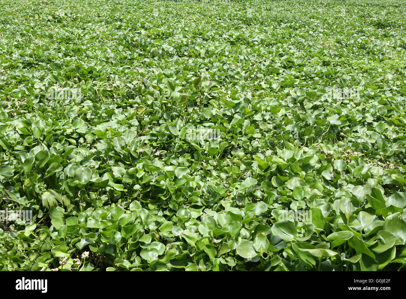 Giacinto di acqua pianta sta crescendo in canal max spazio per il design dello sfondo e il concetto di ambiente naturale. Foto Stock