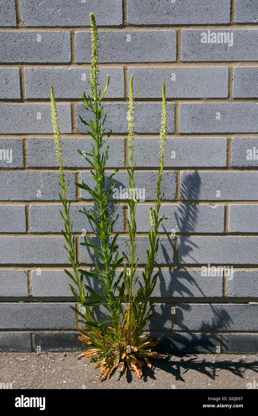 Saldare- - (Reseda luteola) MIW251241 Foto Stock