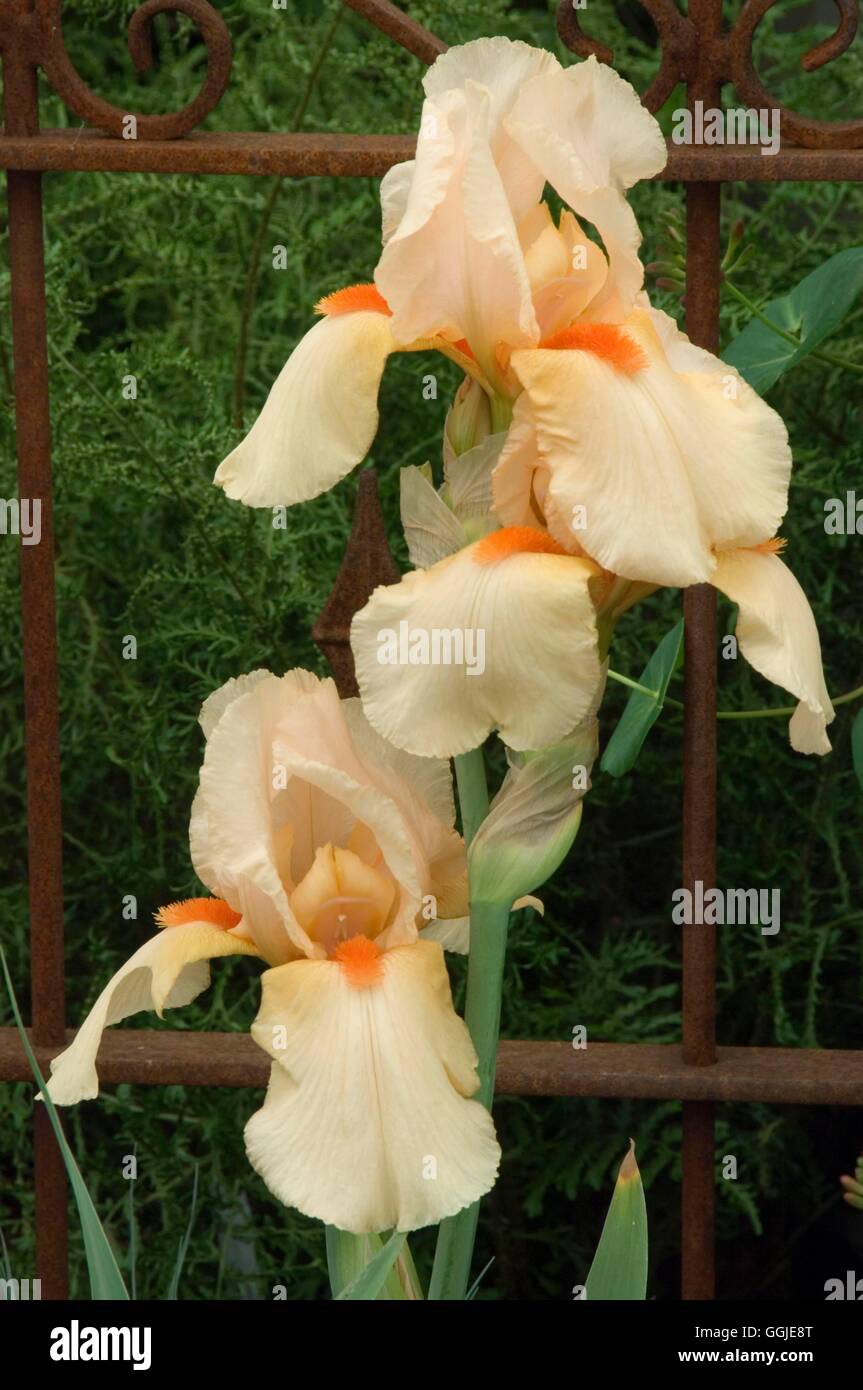 Iris- 'Shepherd's Delight'- - (Tall barbuto) MIW251277 Foto Stock