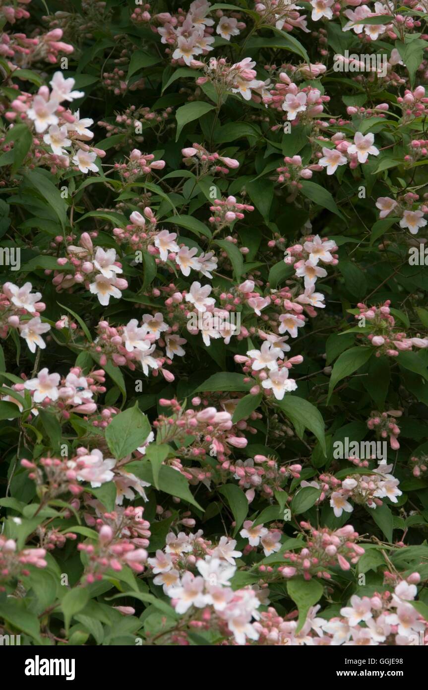 Kolkwitzia amabilis- - Beauty Bush MIW251285 Foto Stock