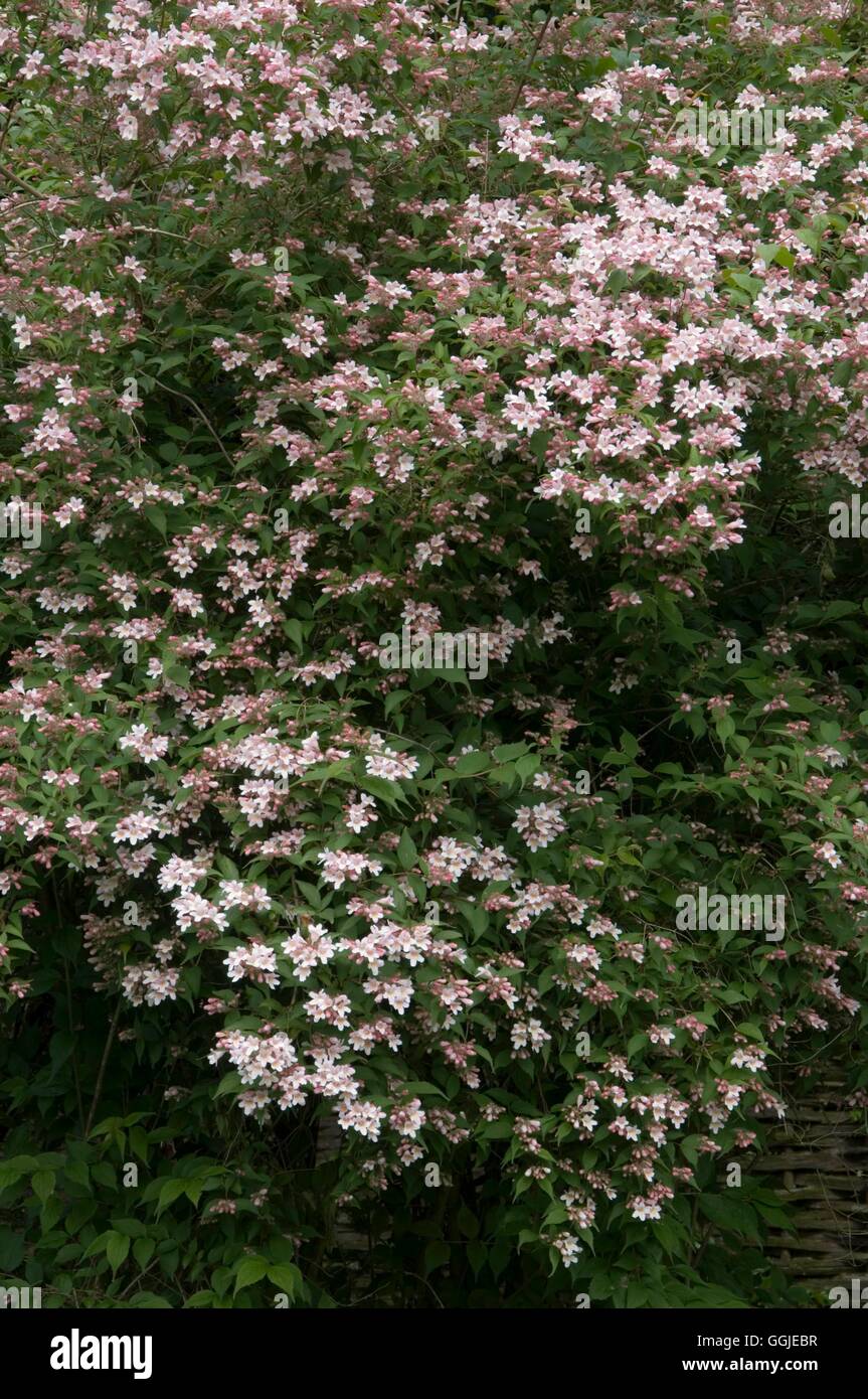 Kolkwitzia amabilis- - Beauty Bush MIW251313 Foto Stock