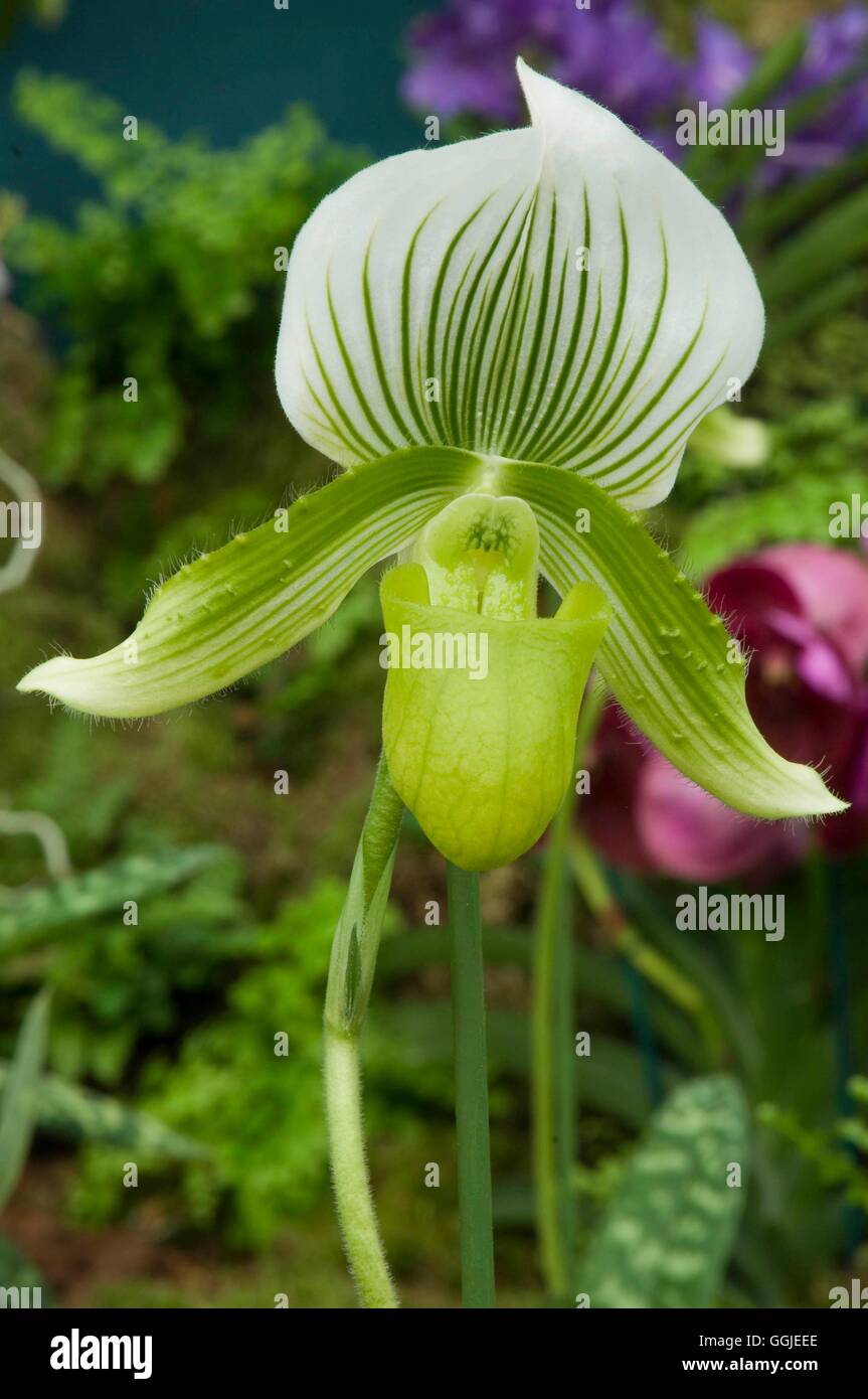 Paphiopedilum "Clair de Lune' MIW251360 Foto Stock