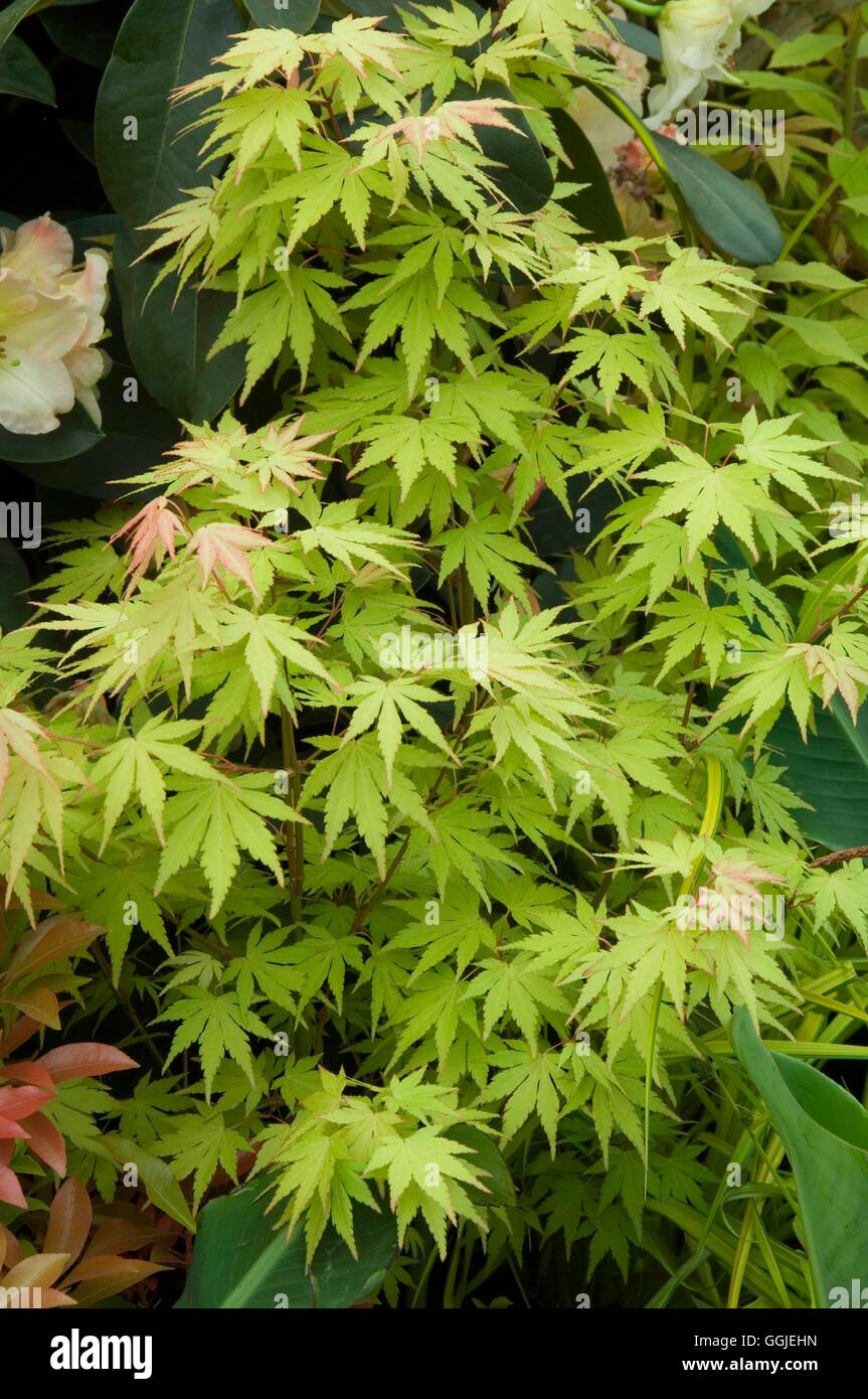 Acer palmatum "Orange Dream' MIW251411 Foto Stock