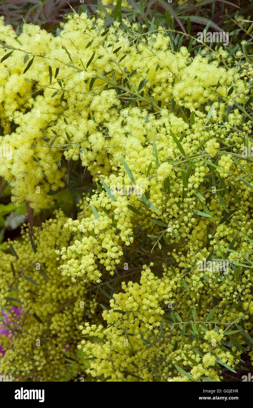 Acacia "Clair de Lune' MIW251413 Foto Stock