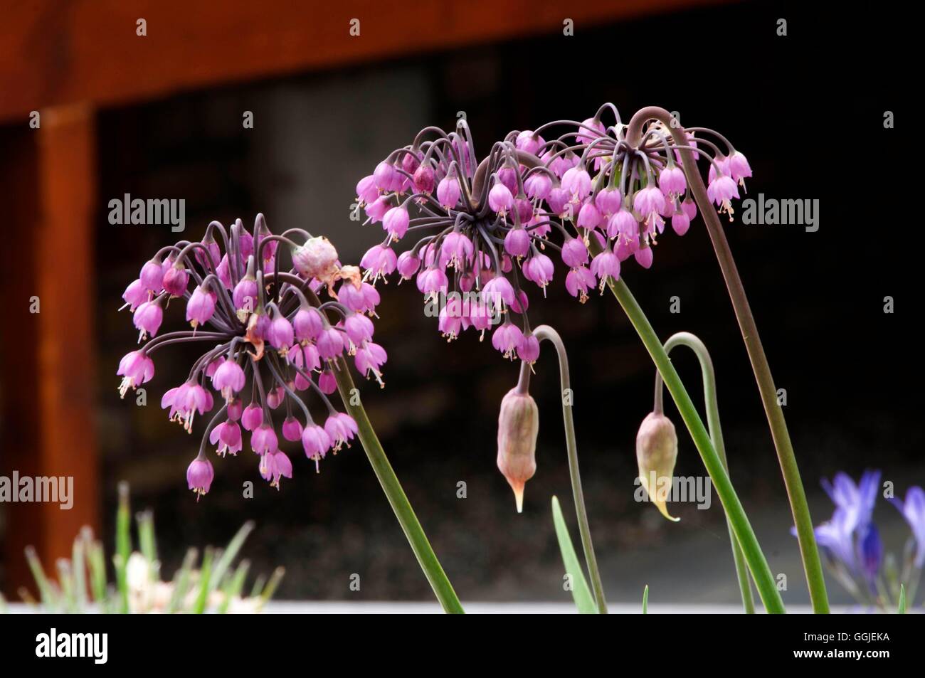 Allium cernum MIW251444 Foto Stock