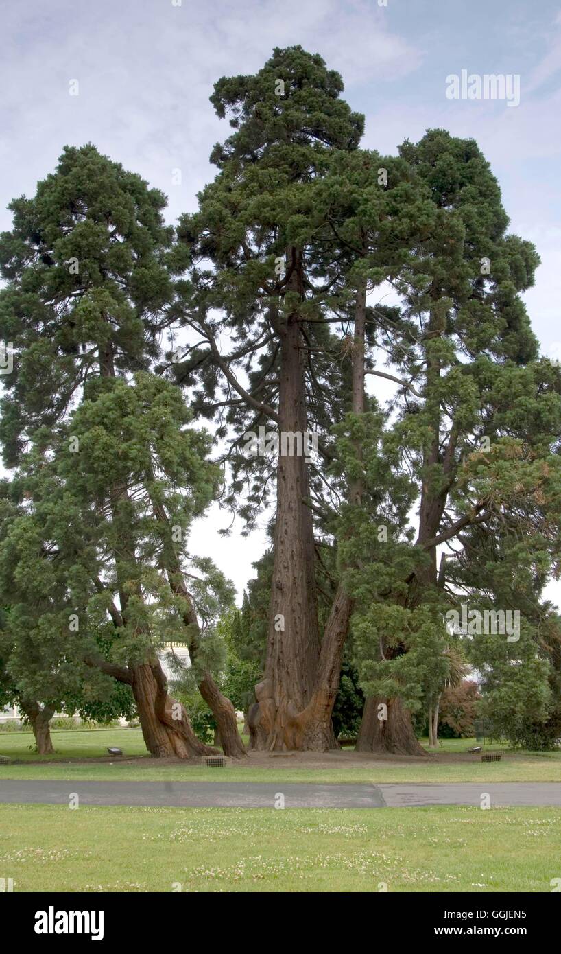 Sequoiadendron giganteum MIW251473 Foto Stock