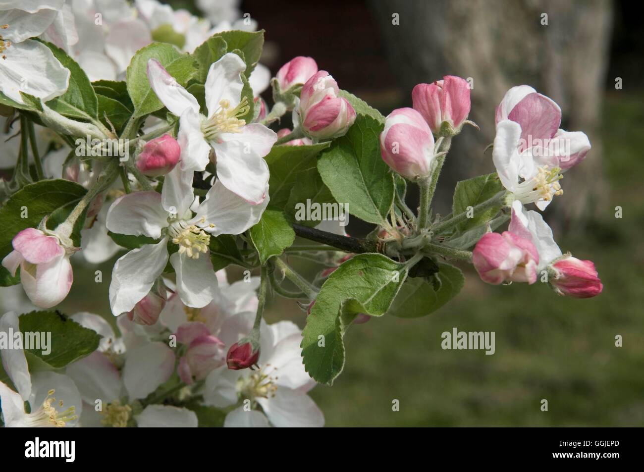Blossom - Apple MIW251500 Foto Stock