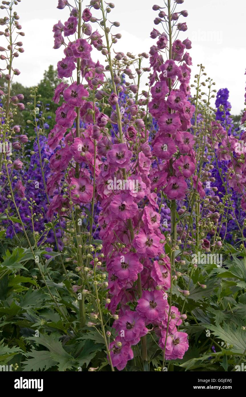 Delphinium " Lucia Sahin' MIW251561 Foto Stock