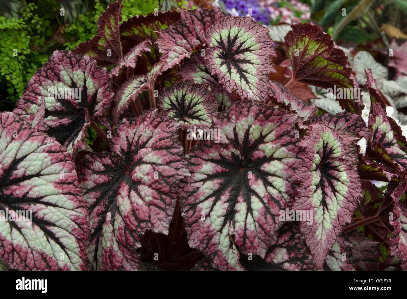 Begonia 'fuochi d'artificio' MIW251599 Foto Stock
