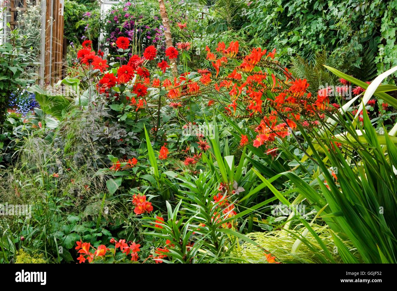 Un bordo di colore rosso -- con Dahlia e alstromeria Crocosmia MIW251698 Foto Stock