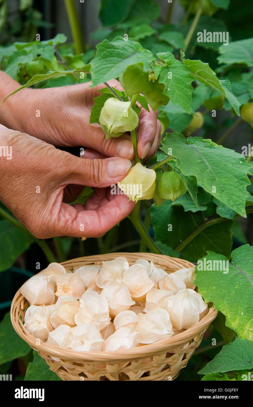 Raccolta di frutta -- - Physalis 'piccole lanterne'- - Cape Ribes251780 MIW Horticul foto Foto Stock