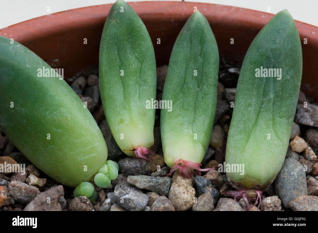 Propagazione - succulente- - Pachynytum compactum da foglia talee MIW251783 Horticult foto Foto Stock