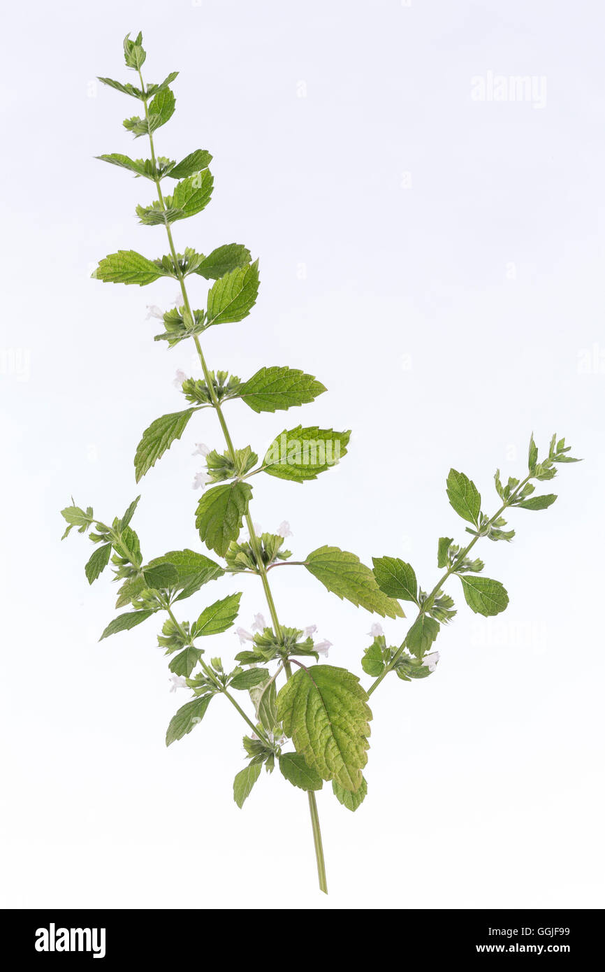 Melissa Melissa officinalis Foto Stock